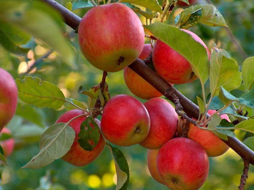 Обработка яблонь осенью от вредителей и болезней, препараты химической защиты