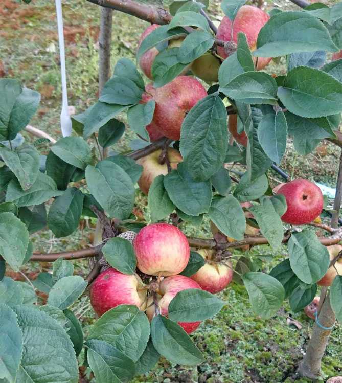 Сорта яблок: 90 фото описания выращивания и нюансы ухода