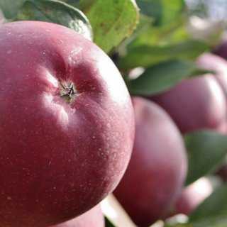 Яблоня соколовское: описание сорта, фото дерева и плодов, отзывы садоводов