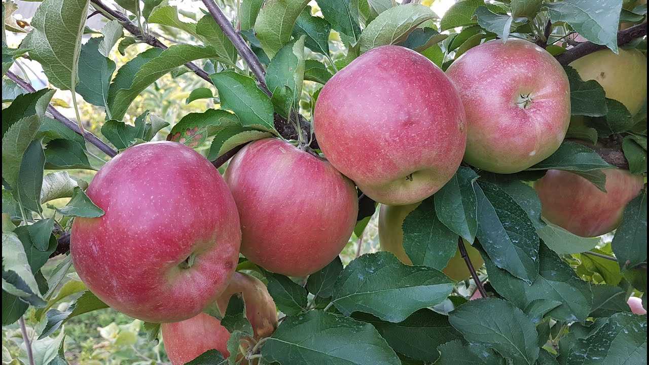 Яблоня лигол: описание сорта, фото, отзывы, калорийность, как выращивают
