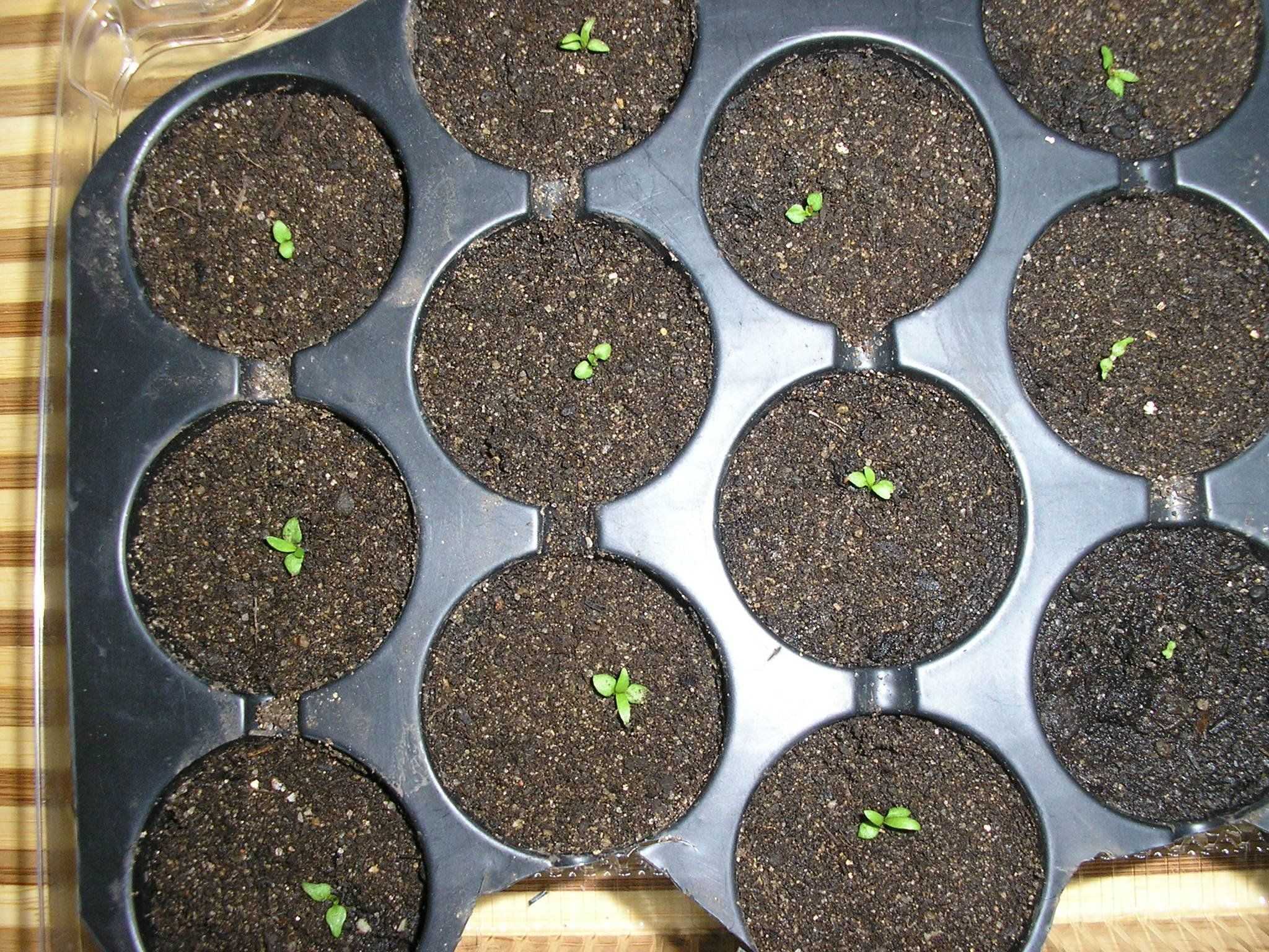 Как вырастить пихту из семян в домашних условиях: подготовка, посадка, уход