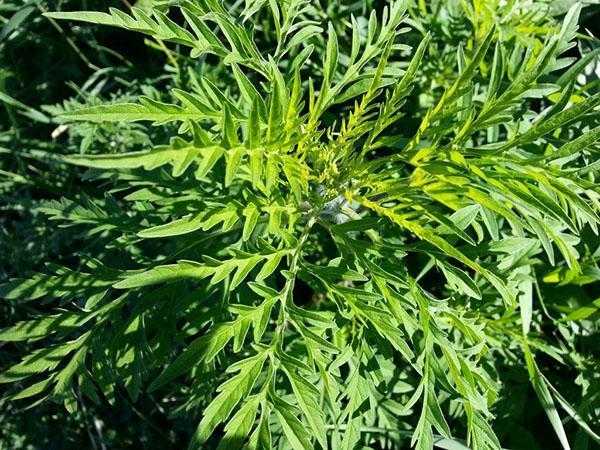 Амброзия полыннолистная – фото растения, как выглядит, виды, борьба с амброзией, штрафы, когда и где цветет амброзия