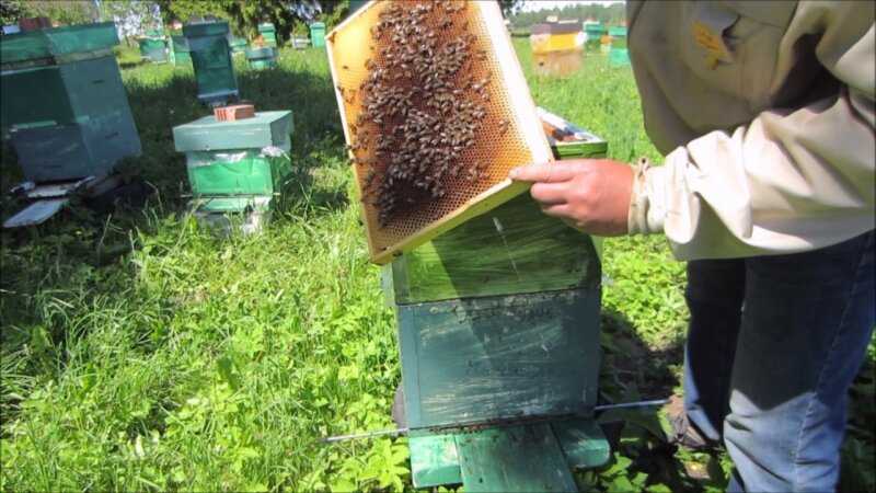 Как вывести пчел из роевого состояния — варианты