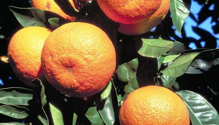 Мандарин (citrus reticulata). описание, виды и выращивание мандарина. лечебные и другие полезные свойства мандарина | флористика на "добро есть!"