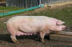 Породы свиней (77 фото): описание видов поросят для домашнего разведения в россии и других странах