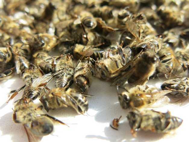 Подмор пчелиный: лечебные свойства для женщин, как принимать для суставов?