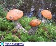 Гриб кольцевик (строфария) в домашних условиях - agroflora.ru