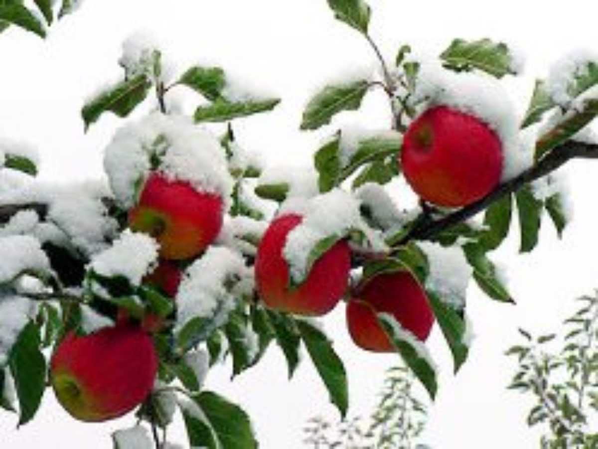 Как подготовить молодую яблоню к зиме?