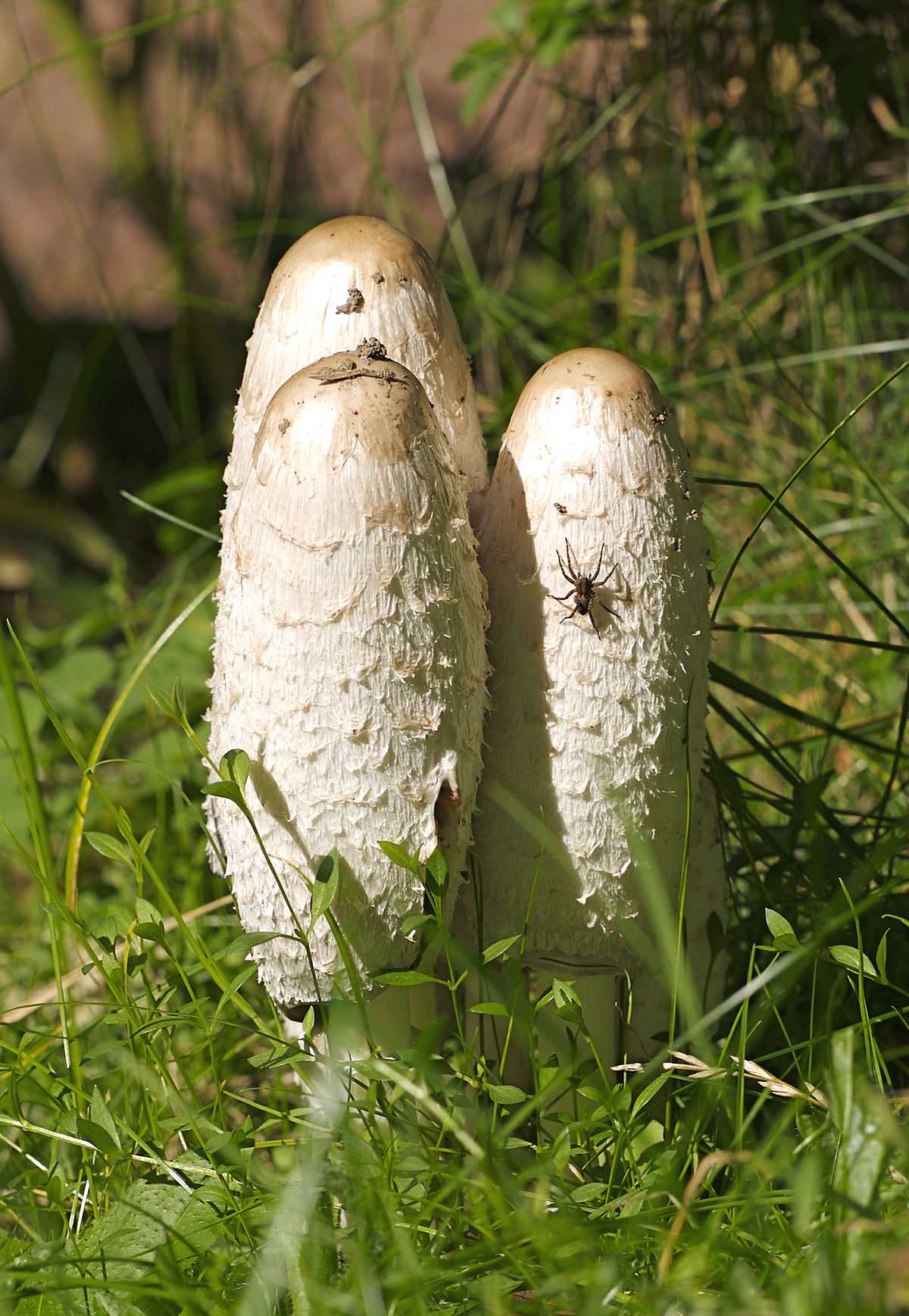 Какие грибы растут весной и где их собирать