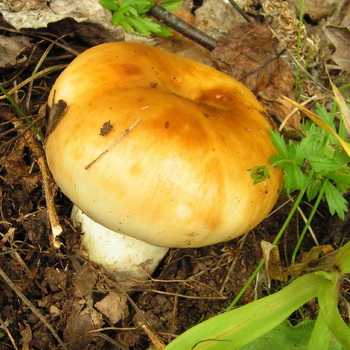 Цистодерма шелушистая (зонтик шелушистый, cystoderma carcharias): как выглядят грибы, где и как растут, съедобны или нет