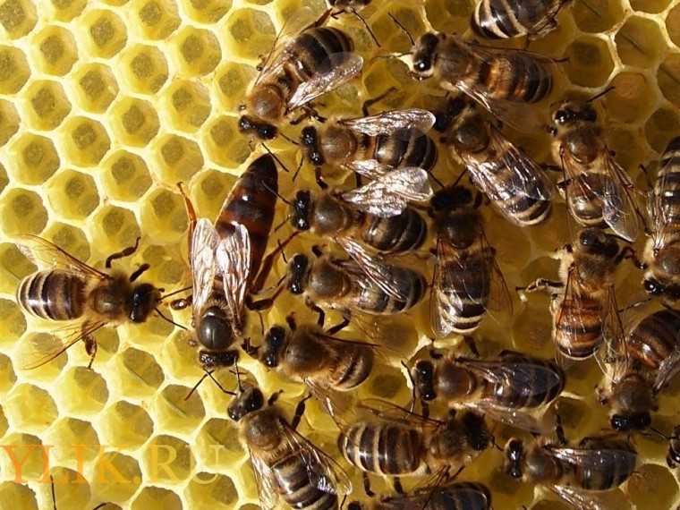 Как правильно обустроить прицеп для перевозки пчел