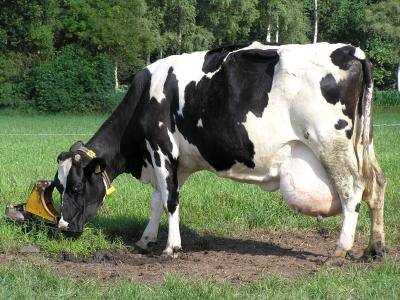 Молочные породы коров: виды, фото, описание