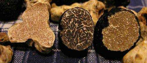 Трюфель — король грибов: описание, виды, где растет и как собирать драгоценный гриб — деликатес