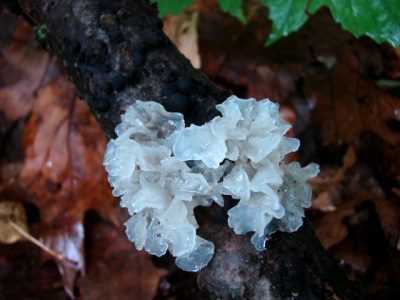 Съедобные грибы кораллы