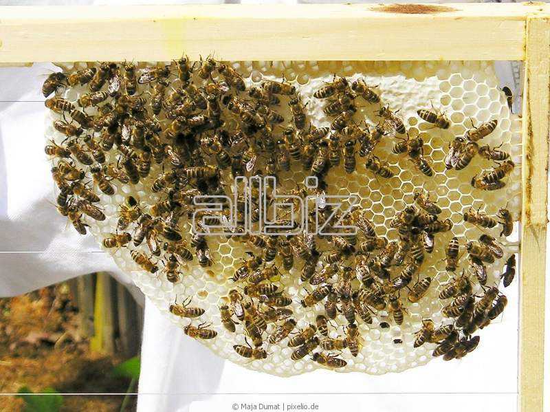 Препарат апитон для лечения пчел |