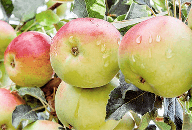 Осенние сорта яблони: выбираем лучшие варианты по описанию и фото