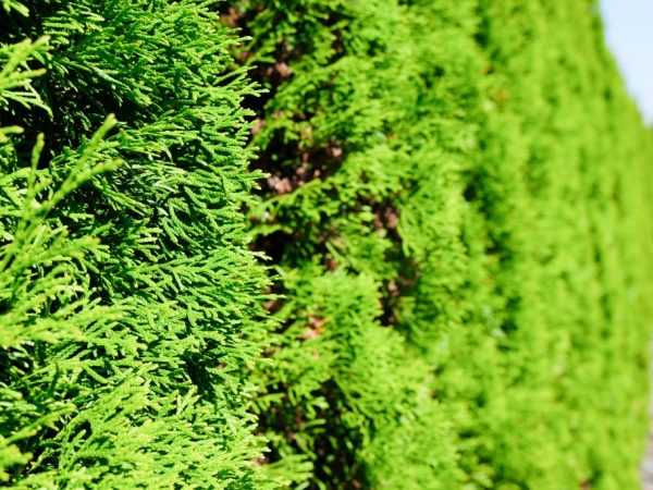 Туя западная «колумна» (26 фото): описание колоновидного сорта, посадка семян и правила ухода, скорость роста и применение в ландшафтном дизайне