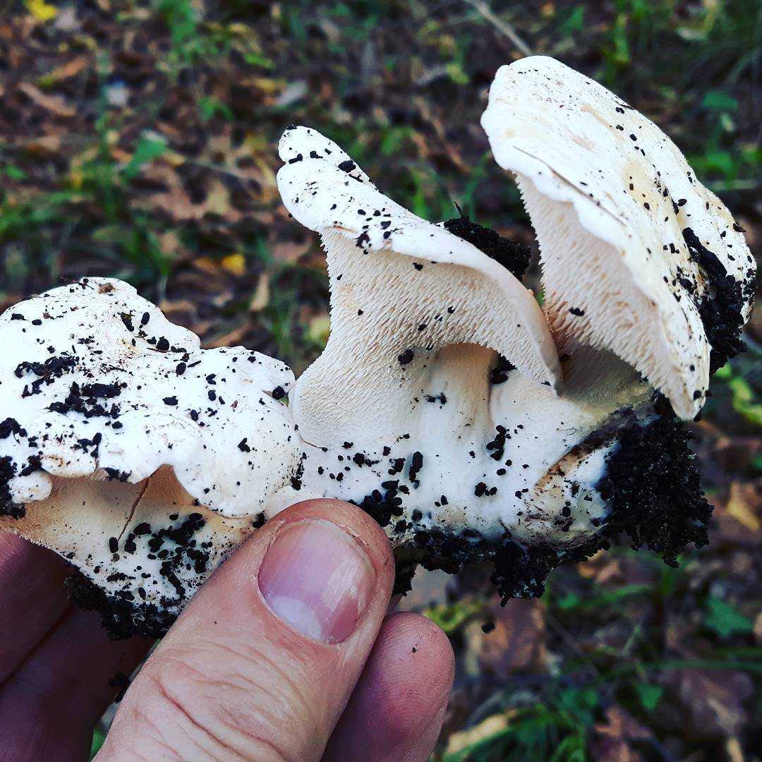 Ежовик усиковый – гриб необычной формы