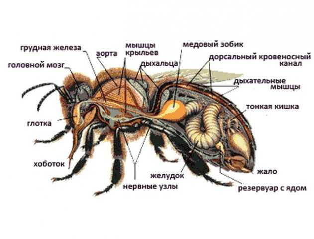 Сколько глаз у пчелы - анатомия пчел