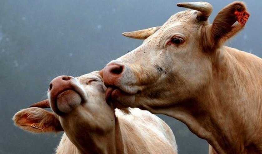 Обрак порода коров: описание и характеристика, правила содержания