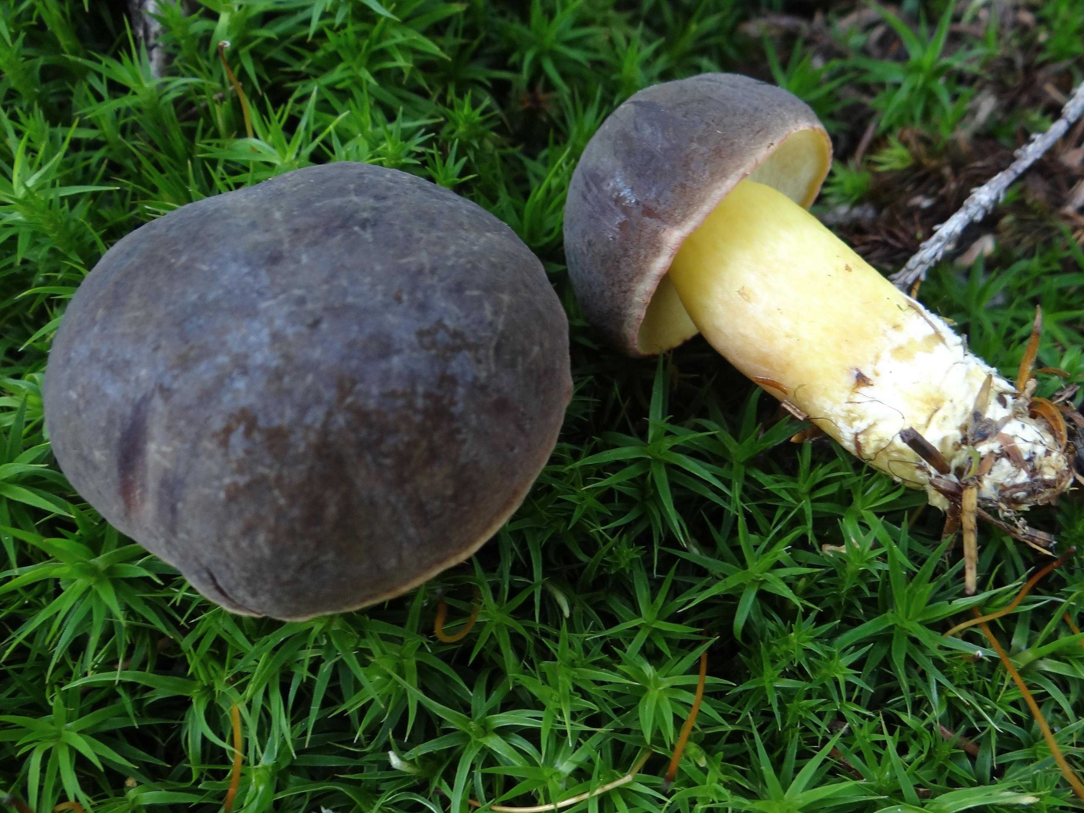 Моховик бархатный – вкусный, ароматный гриб