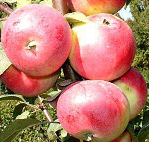 Яблоня "заветное" - особенности и достоинства сорта