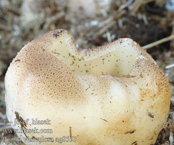 Самые необычные грибы: фото, названия и описание съедобных и несъедобных плодовых тел