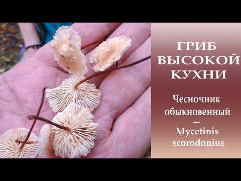 Негниючник веточковый (маразмиеллюс веточный, marasmius ramealis): как выглядит, где и как растет, съедобный или нет