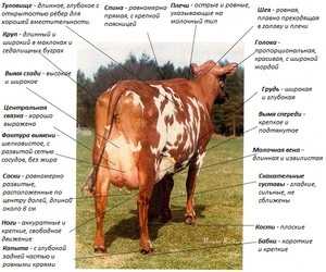 Айрширская корова: описание, условия содержания, продуктивность