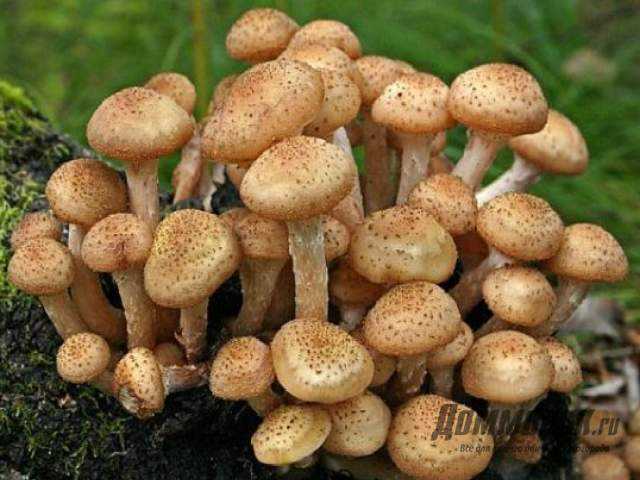 Чешуйчатка тополёвая (hemipholiota populnea) –  грибы сибири
