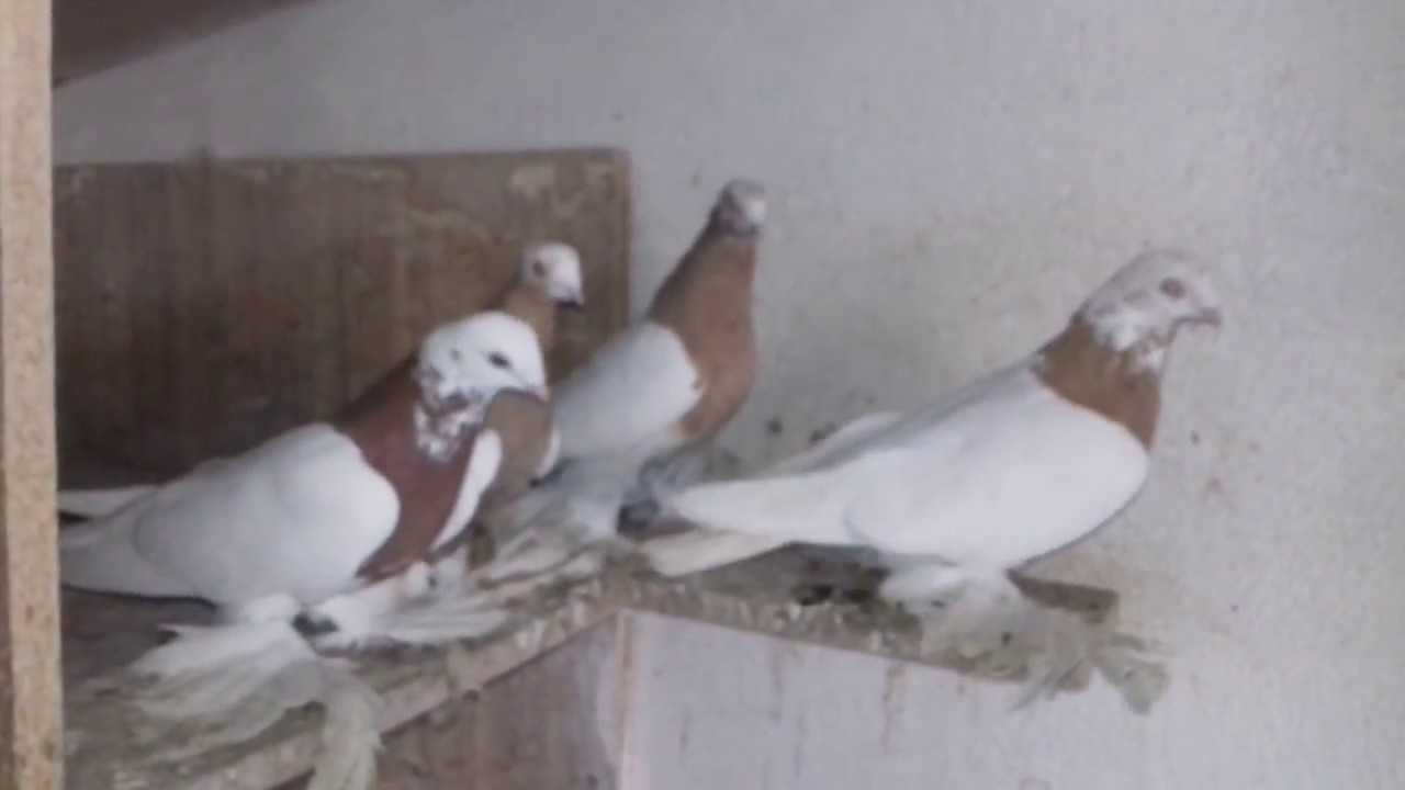 Бакинские бойные голуби: описание, разновидности, фото, видео