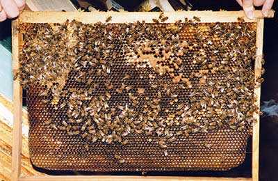 Аскосфероз у пчел: признаки, советы по профилактике и способы лечения | пчеловодство | пчеловод.ком