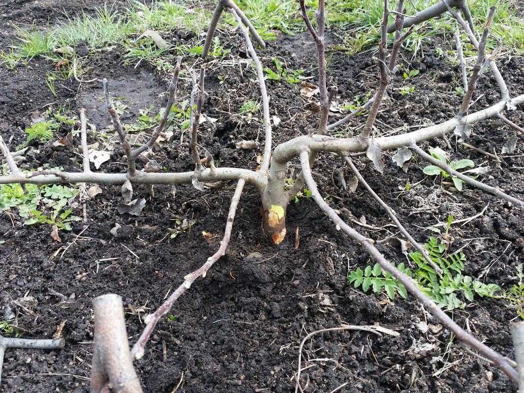Абрикос размножение черенками уход за кроной молодого дерева - агро журнал dachnye-fei.ru