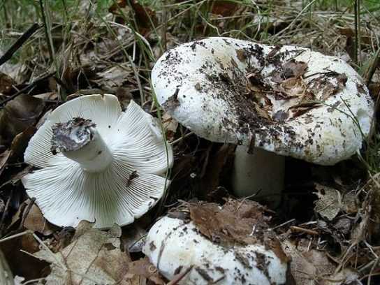 Груздь дубовый или рыжик дубовый (lactarius insulsus): фото, описание и рецепты приготовления гриба в домашних условиях
