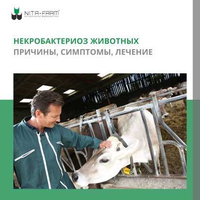 Лептоспироз у крс