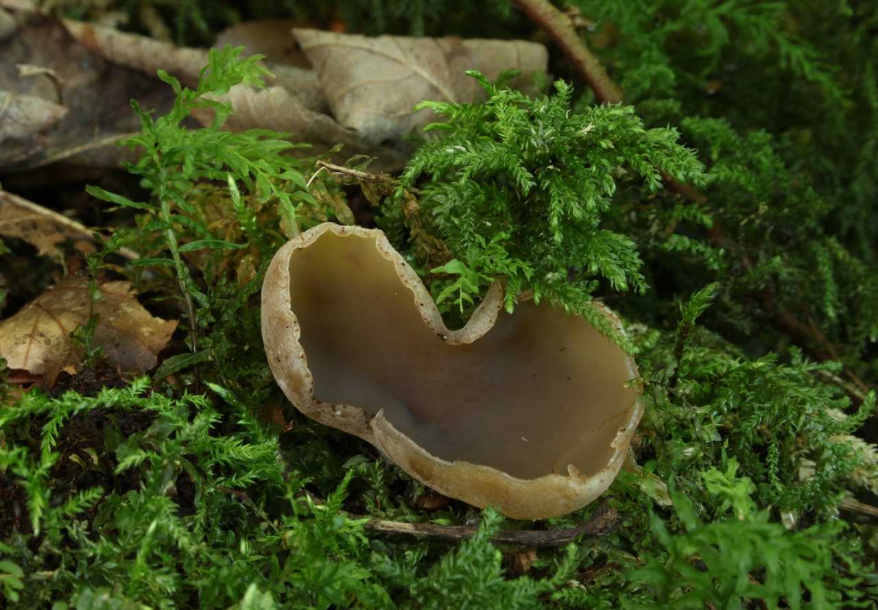 Опенок ссыхающийся (бескольцовый, desarmillaria tabescens): как выглядят грибы, где и как растут, съедобный или нет, как готовить