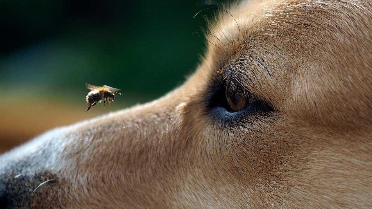 Польза и вред укусов пчел