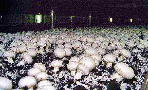 Особенности культивирования лесных грибов на дачном участке