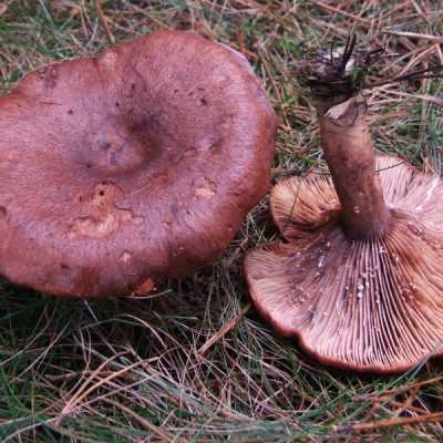 Летние грибы: описание видов