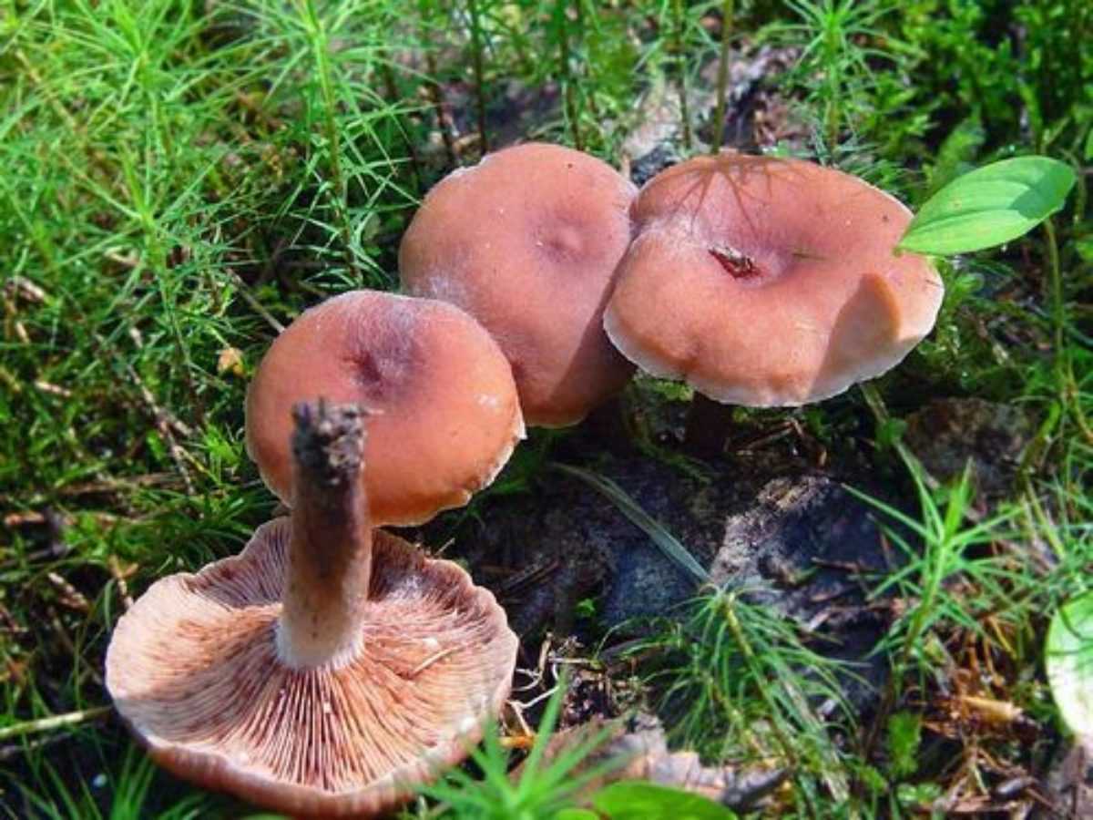 Читать книгу малоизвестные съедобные грибы к. г. булгакова : онлайн чтение - страница 4