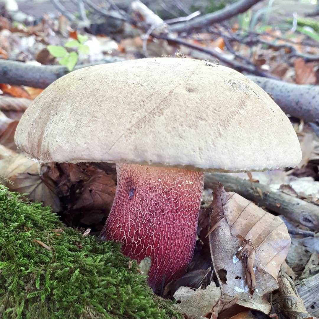 Ложный белый гриб: фото и описание, как отличить боровика от желчного и других двойников