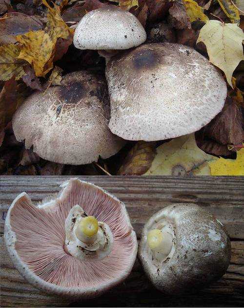 Грибы шампиньоны - как правильно собирать и определить белый съедобный гриб