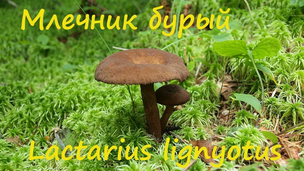 Съедобные грибы: описания и виды