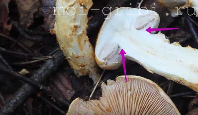 Паутинник превосходный: вся информация о грибе