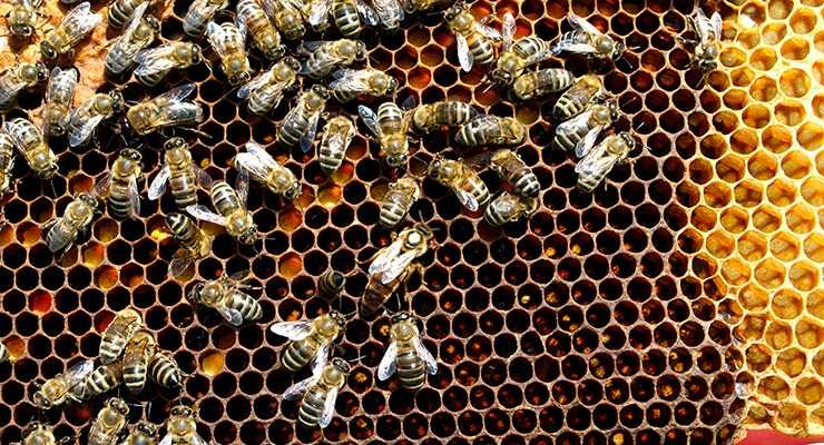 Метод вывода пчелиных маток в лежаках