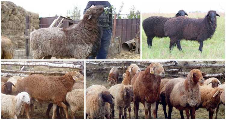 Эдильбаевская порода овец: характеристика и описание, содержание