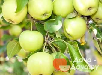 О яблоне башкирский красавец: описание сорта, характеристики, агротехника