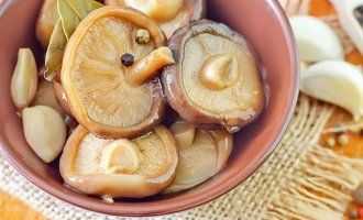 Реферат на тему: грибы. заготовка грибов впрок, рецепты и полезные советы