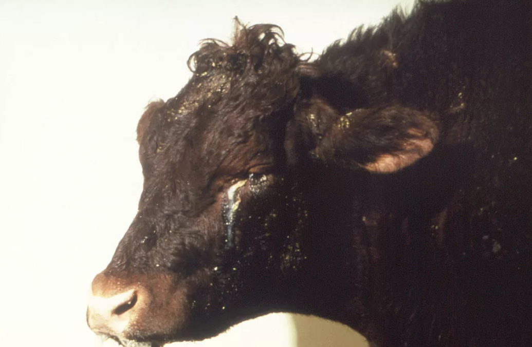 Ацетонемия молочных коров - болезни коров