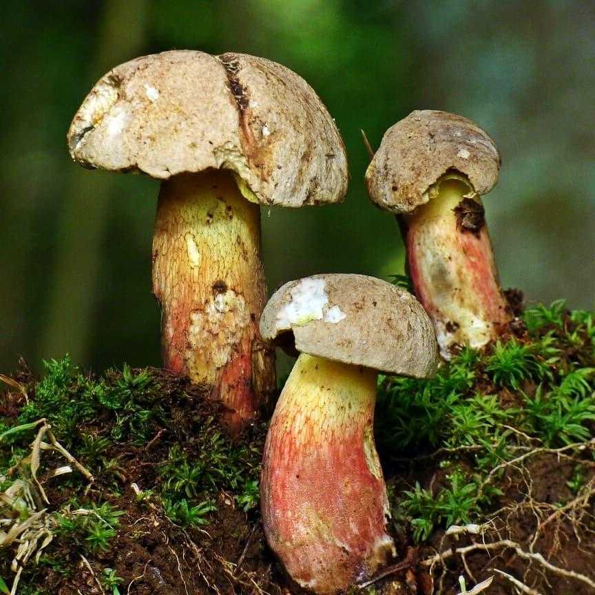 Боровик гриб. виды боровиков в лесу - индасад